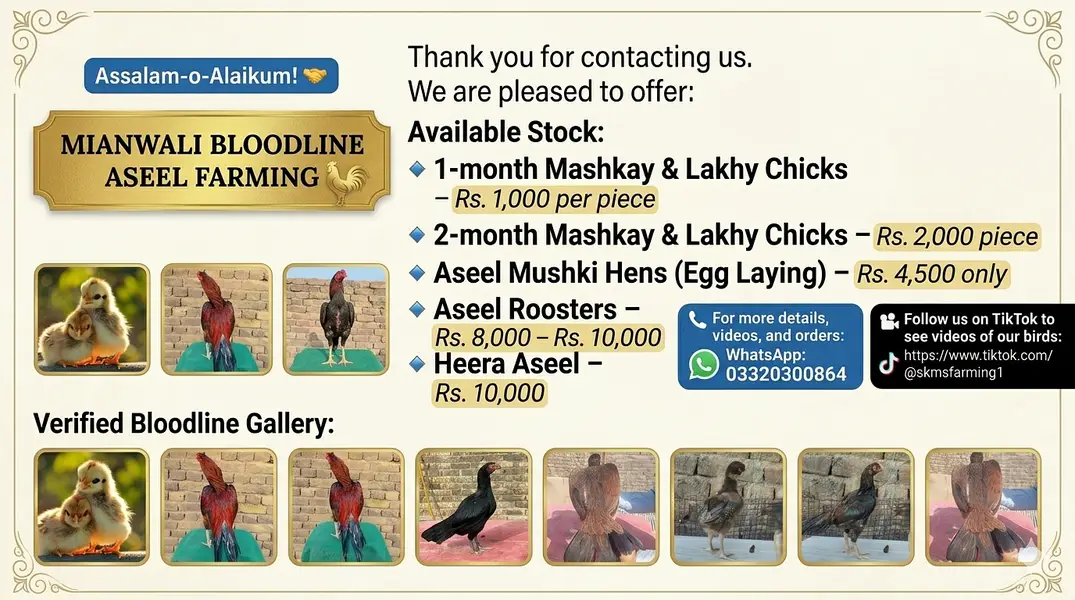 Lasani Aseel Mianwali bloodline | Breeders and chicks for sale — photo 2