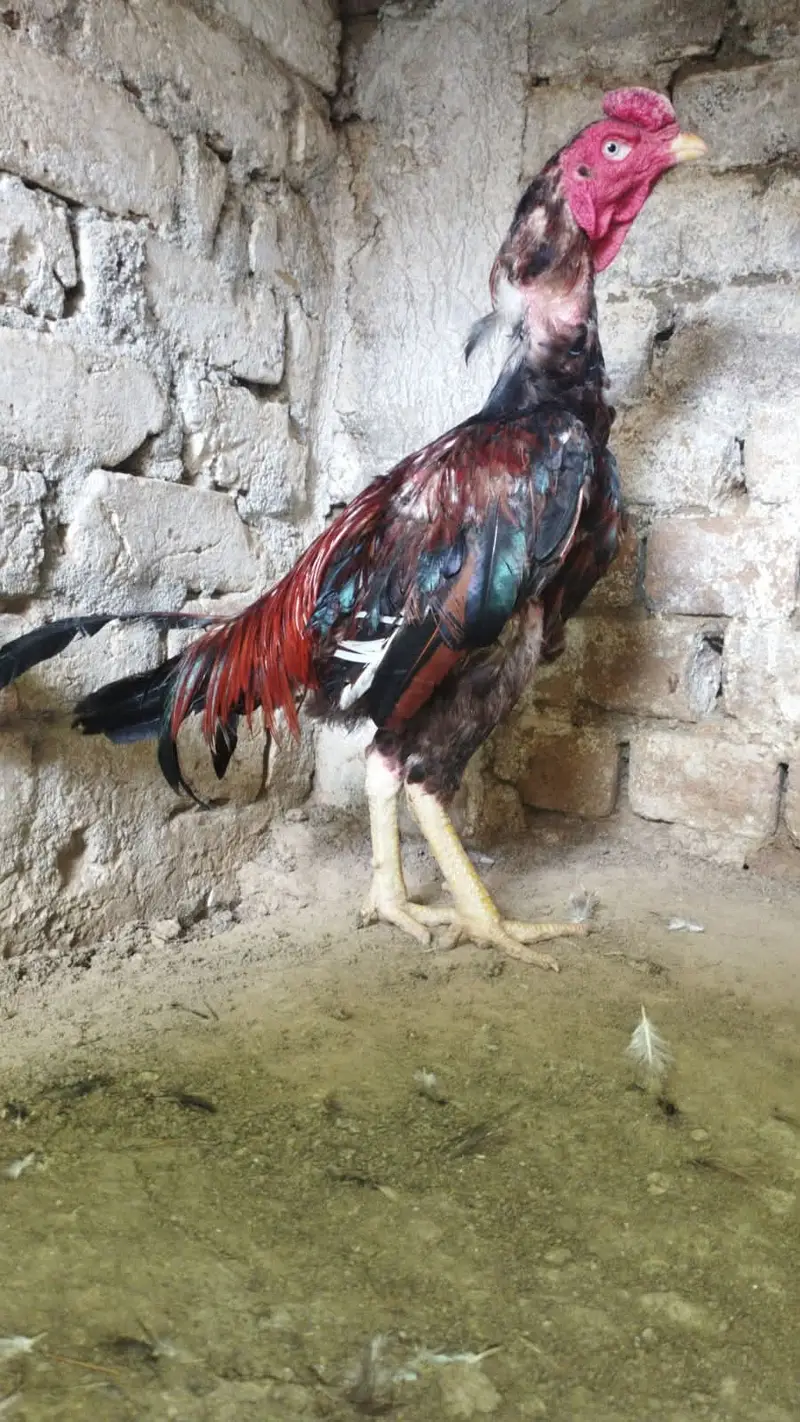 Lasani Aseel Mianwali bloodline | Breeders and chicks for sale — photo 3