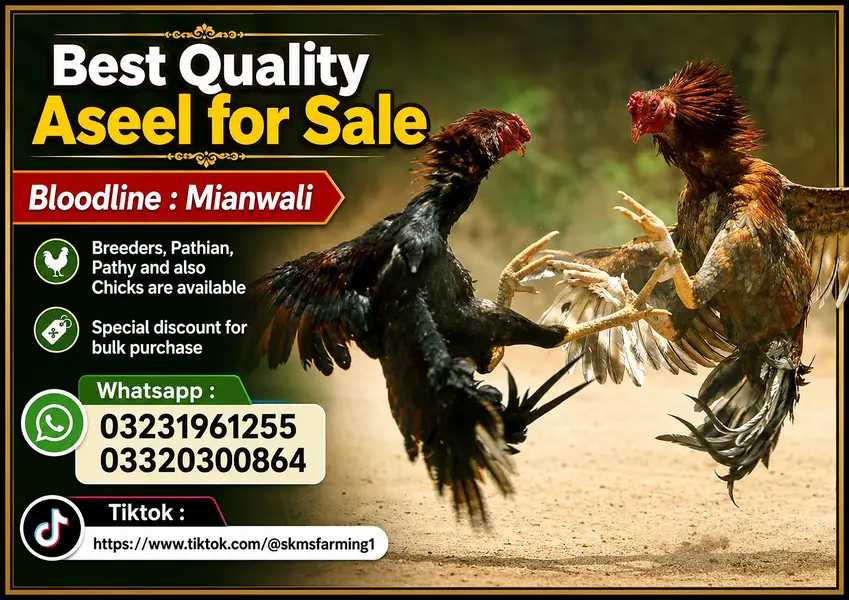 Lasani Aseel Mianwali bloodline | Breeders and chicks for sale — photo 4