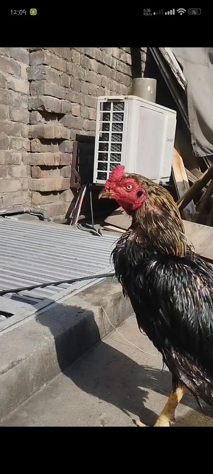 Lasani Aseel Mianwali bloodline | Breeders and chicks for sale — photo 6