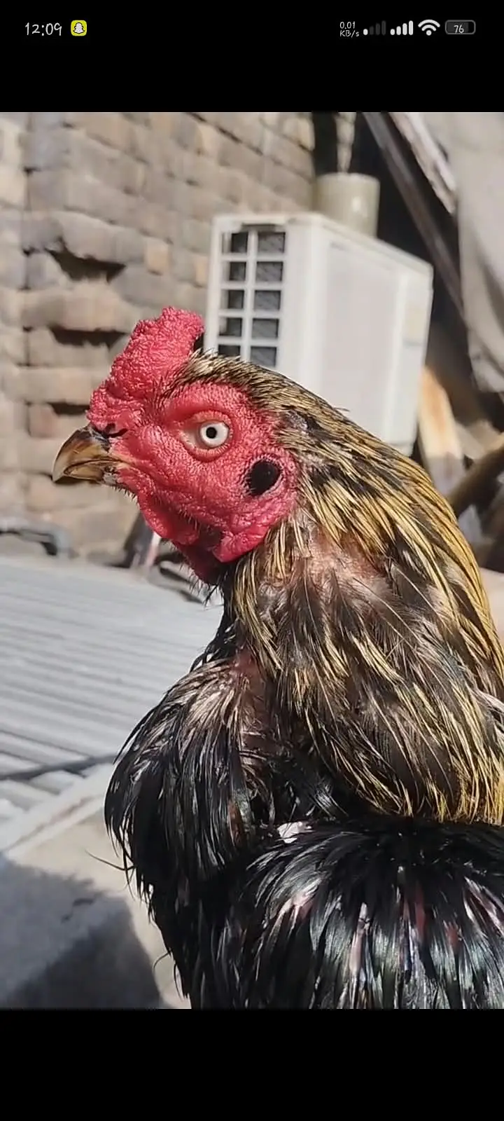 Lasani Aseel Mianwali bloodline | Breeders and chicks for sale — photo 7