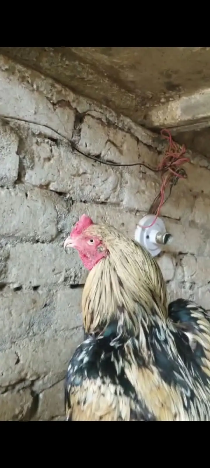 Lasani Aseel Mianwali bloodline | Breeders and chicks for sale — photo 8