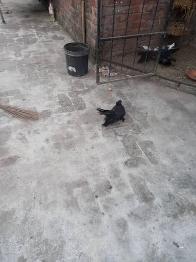 laky kabootar black colo