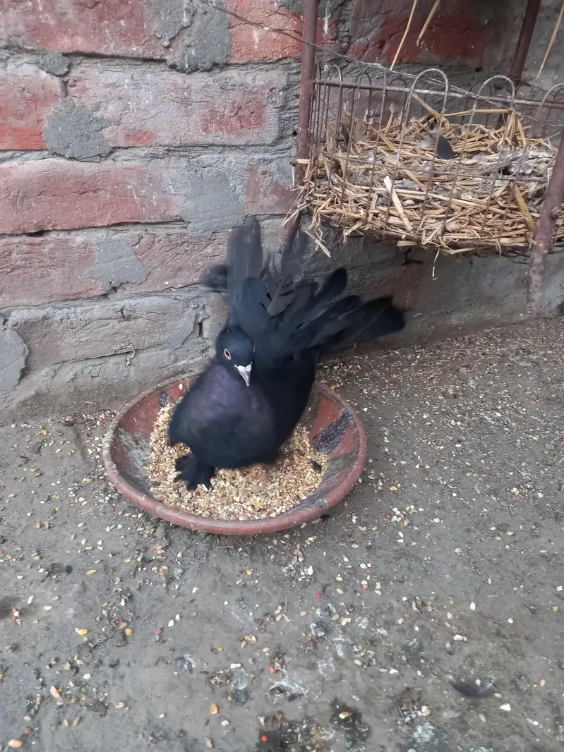 laky kabootar black colo — photo 2