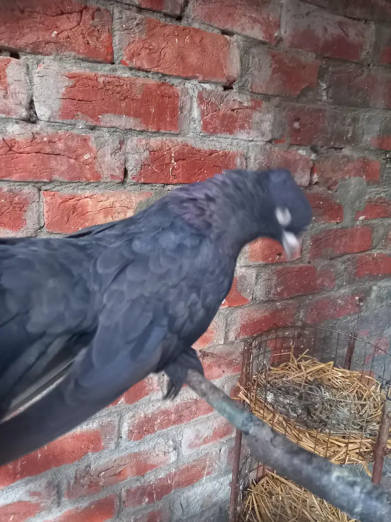 laky kabootar black colo — photo 3