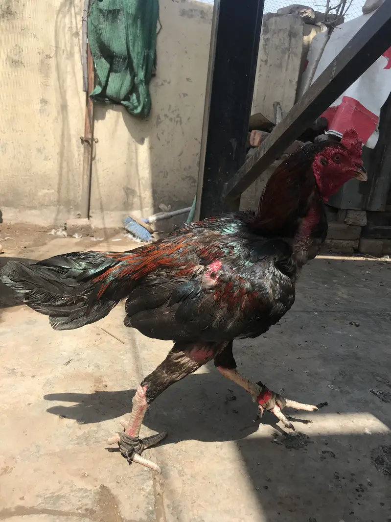 Aseel Thai male and 2 female — photo 4