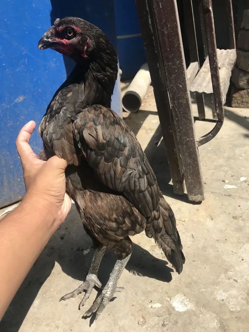 Aseel Thai male and 2 female — photo 5