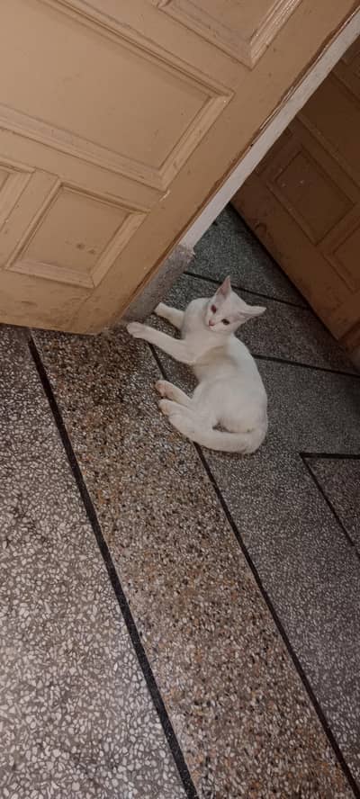 cat bala