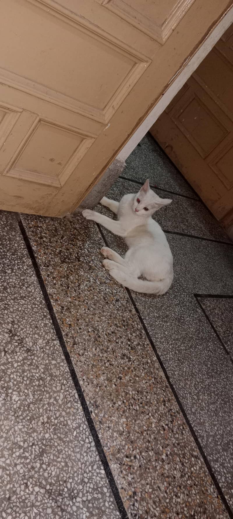 cat bala 0