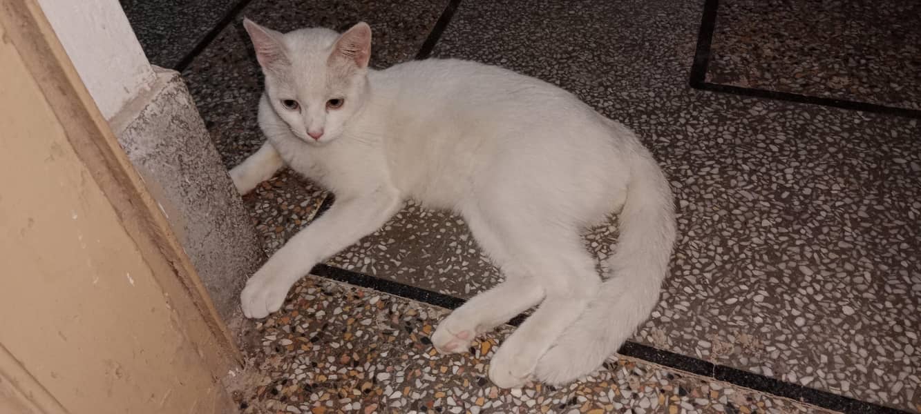 cat bala 1