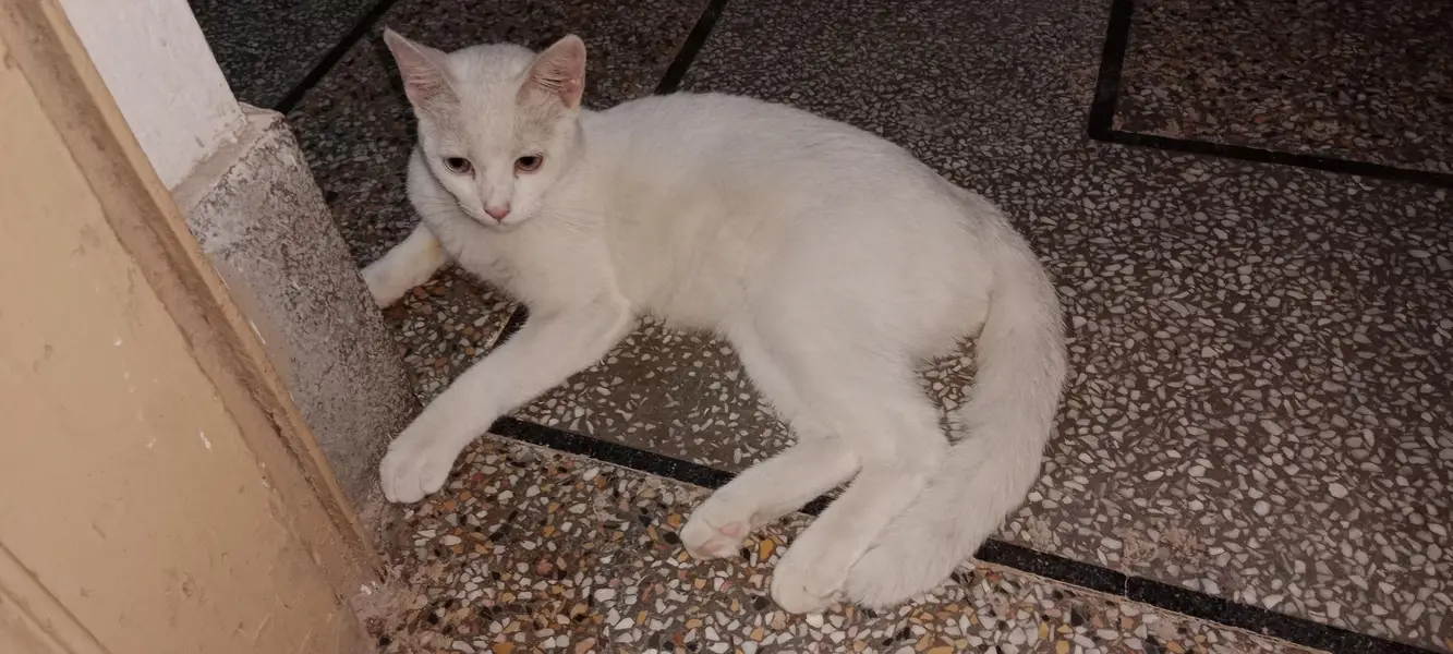 cat bala — photo 2