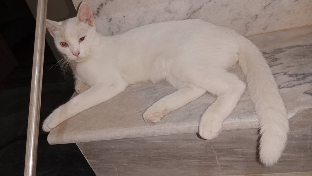cat bala 2