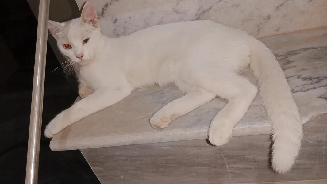 cat bala — photo 3