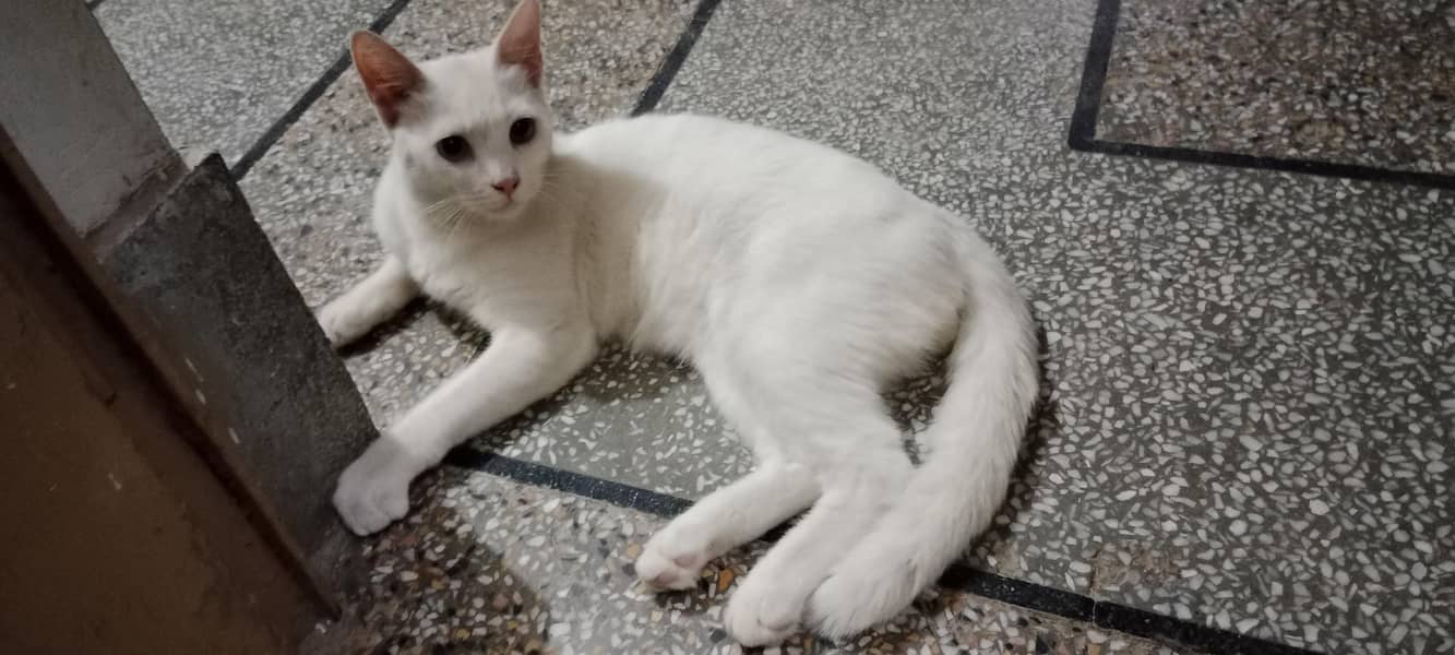 cat bala 3