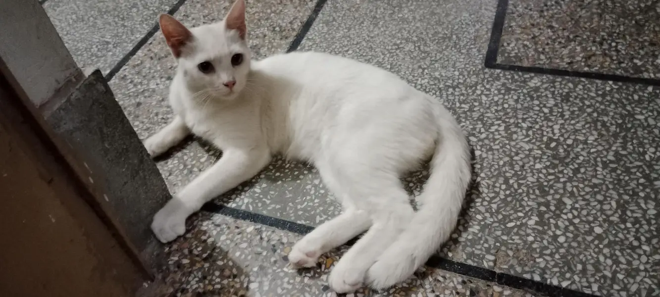 cat bala — photo 4