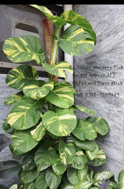 Big Fresh Live Leave Money Plant with Mose stick and Pot