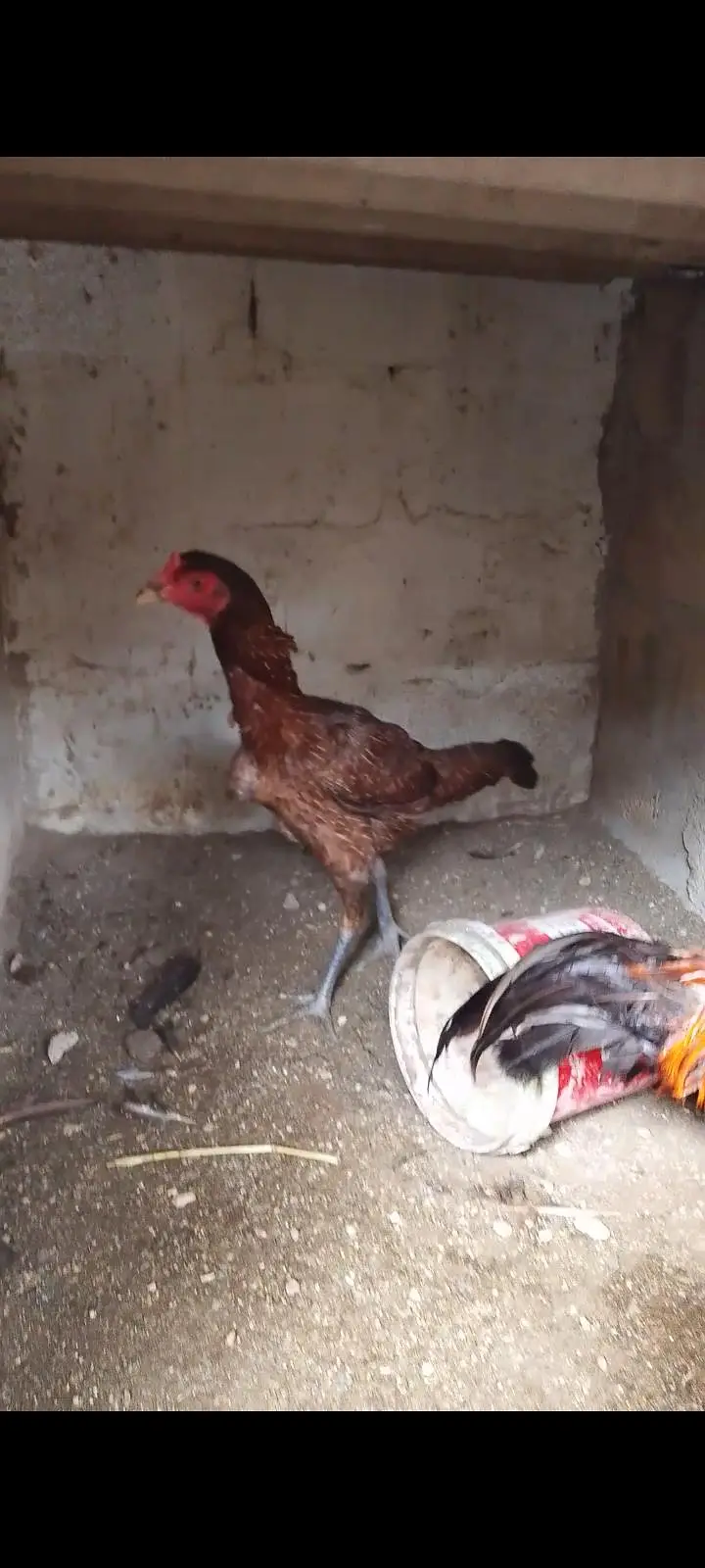 Burmi Youkeere female highted — photo 2