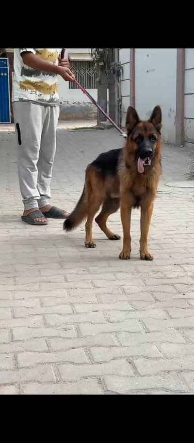 GERMAN SHEPARD DOUBLE COATED MALE