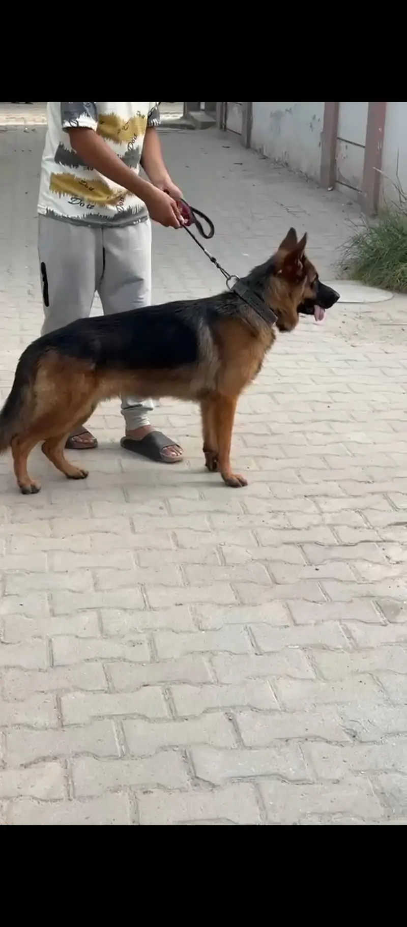 GERMAN SHEPARD DOUBLE COATED MALE — photo 2