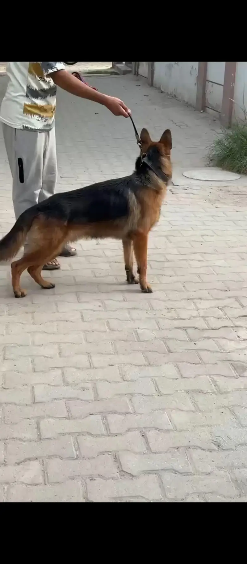 GERMAN SHEPARD DOUBLE COATED MALE — photo 3