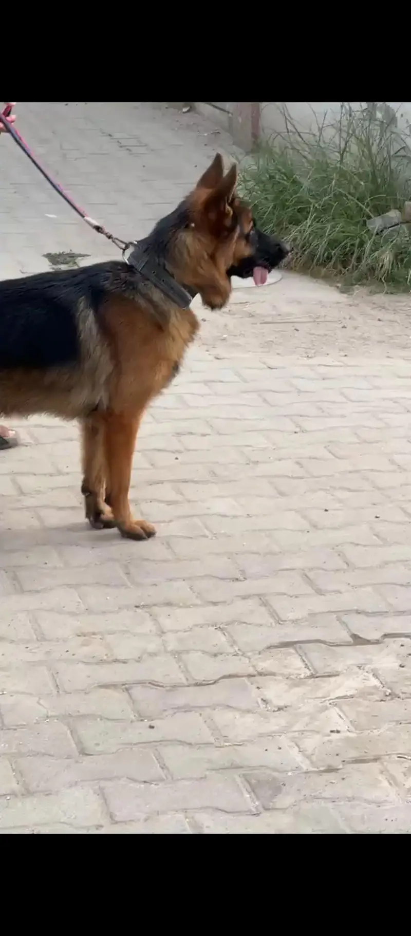 GERMAN SHEPARD DOUBLE COATED MALE — photo 4