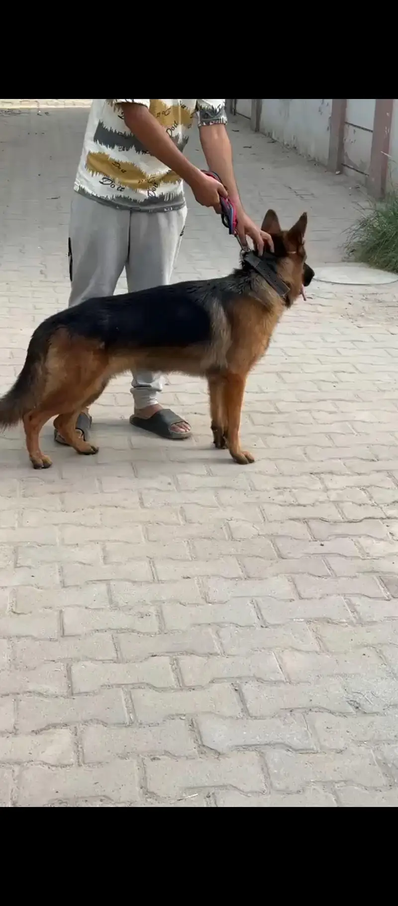 GERMAN SHEPARD DOUBLE COATED MALE — photo 5