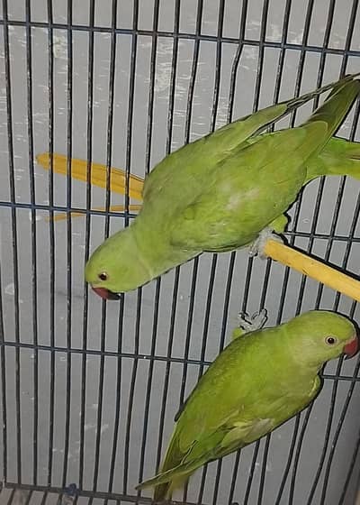 Healthy and active parrots pair.