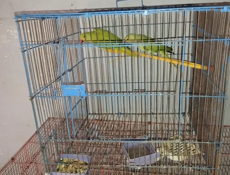 Healthy and active parrots pair. — photo 3