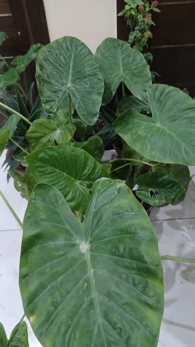 plants urgent sale