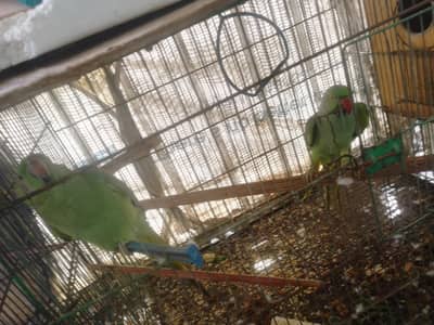 Ringneck parrots pair