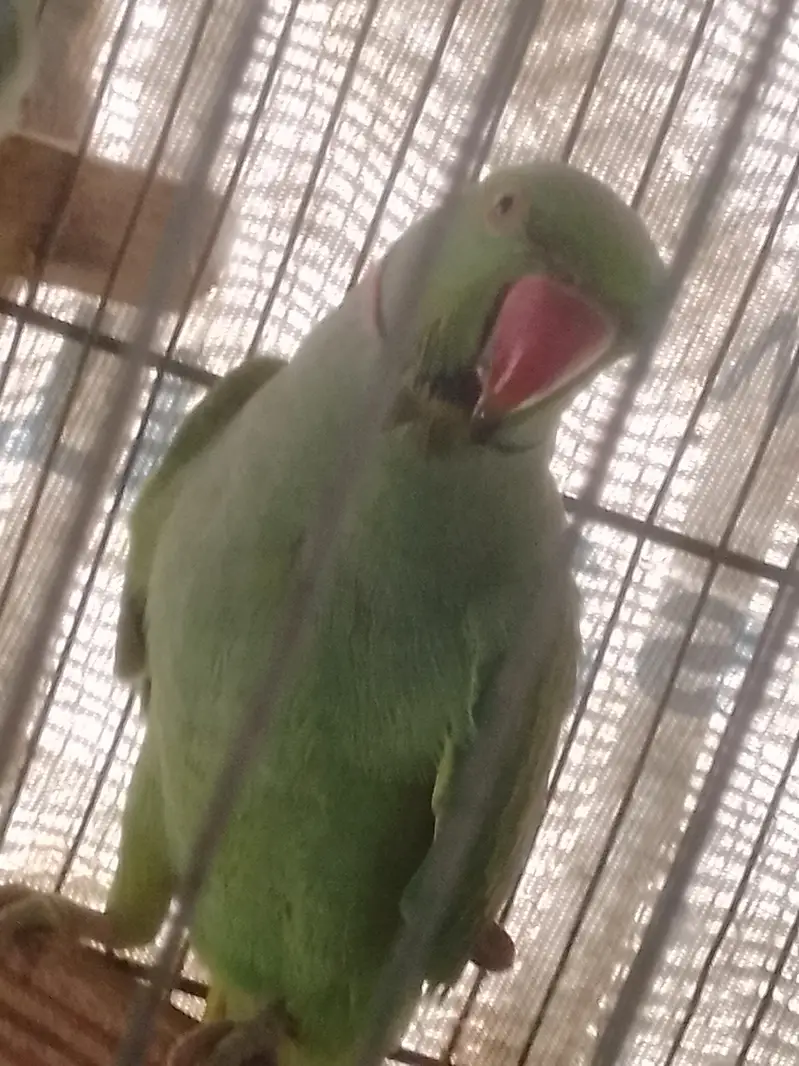 Ringneck parrots pair — photo 2