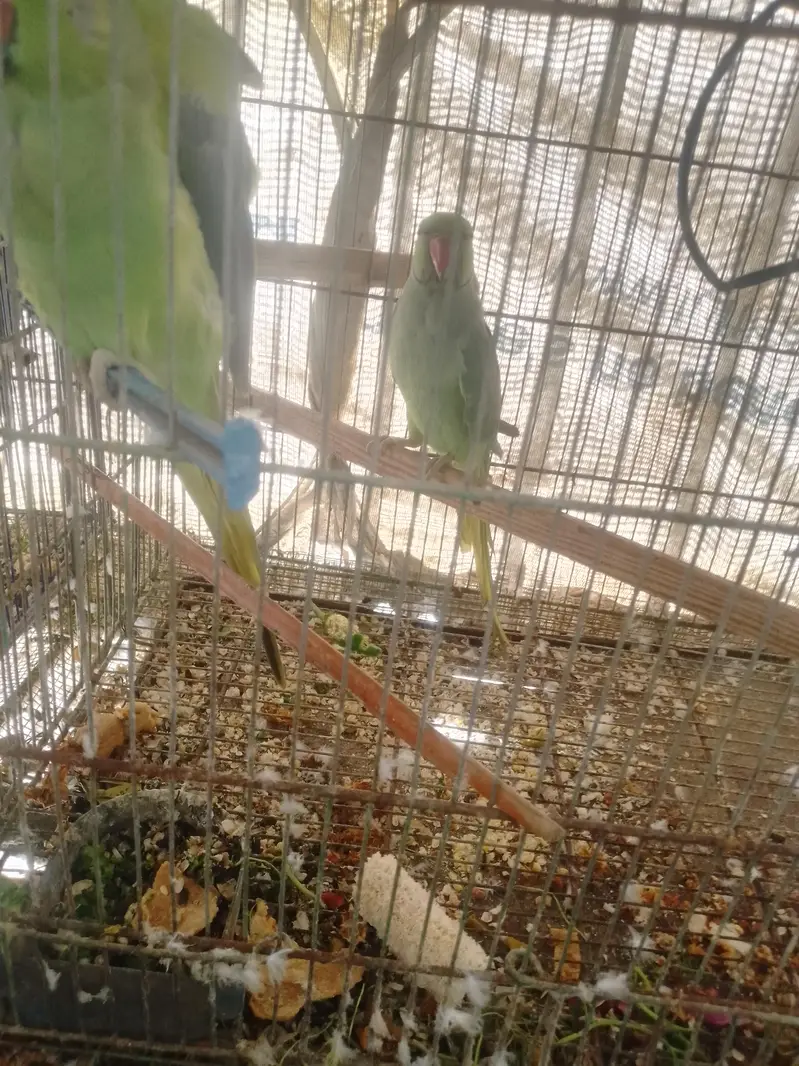 Ringneck parrots pair — photo 4