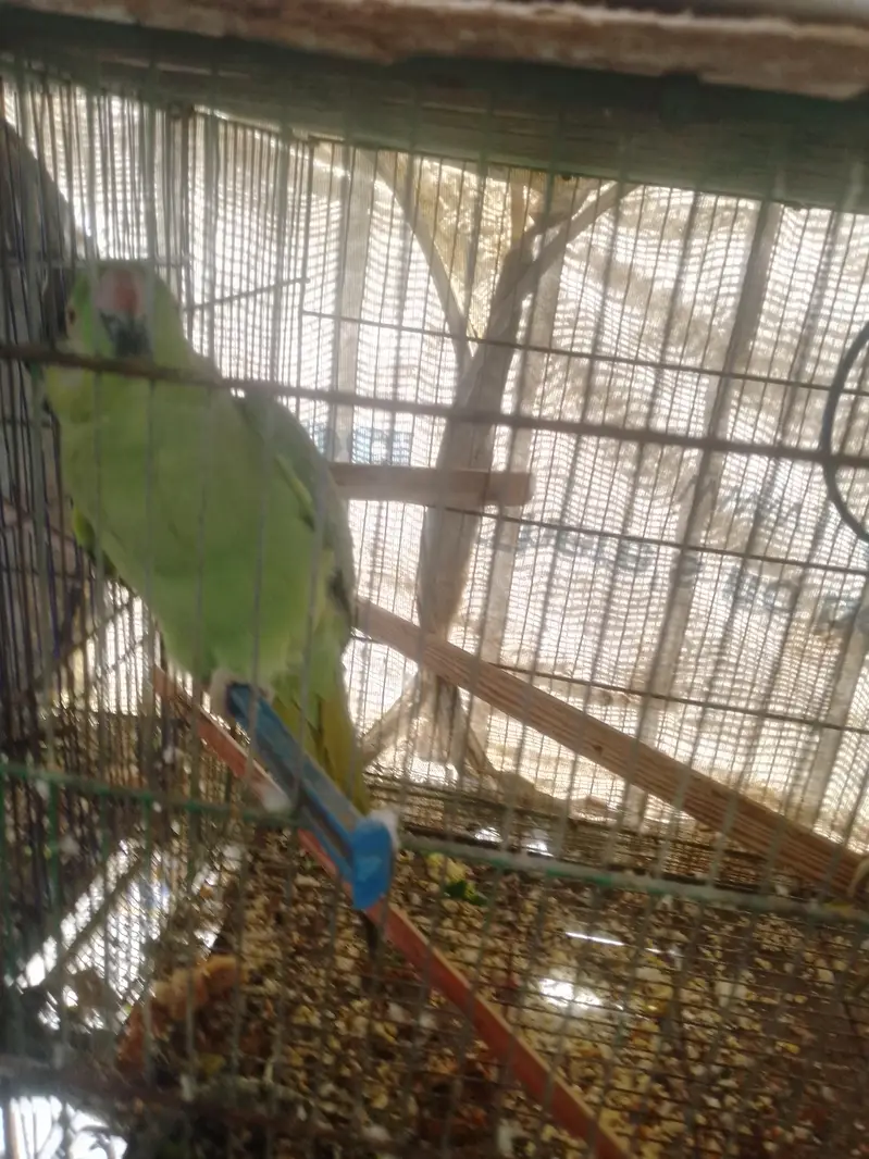 Ringneck parrots pair — photo 5