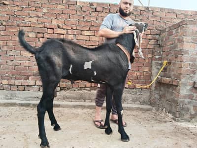 MASHALLAH super quality beetal breeder height 43