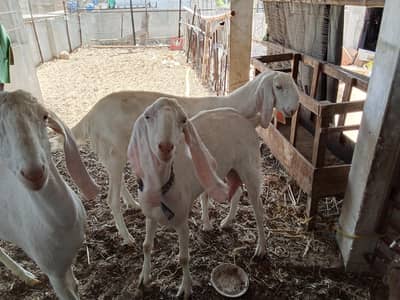 Rajan Puri Bakri
