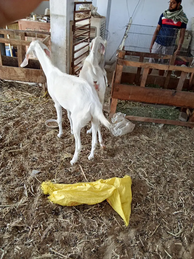 Rajan Puri Bakri — photo 3