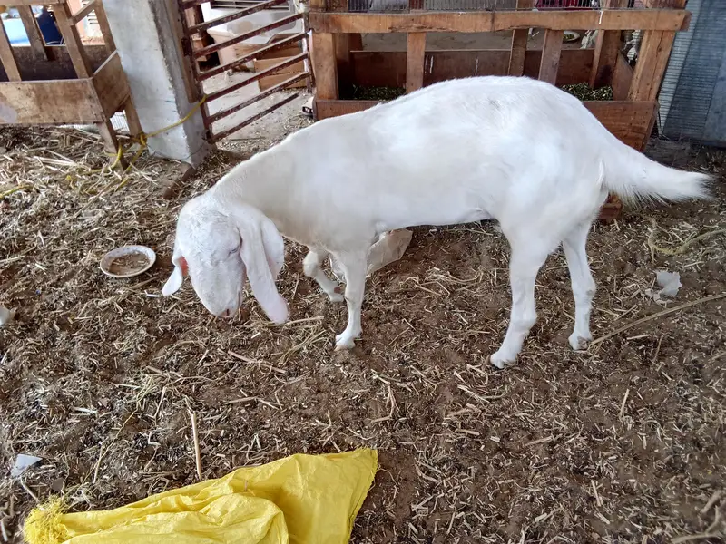 Rajan Puri Bakri — photo 4