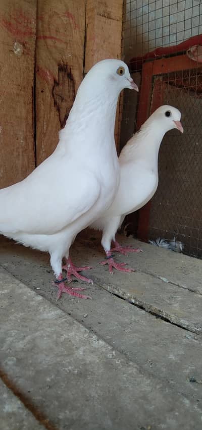parwazi Patti waly or aseel kabuter for sell