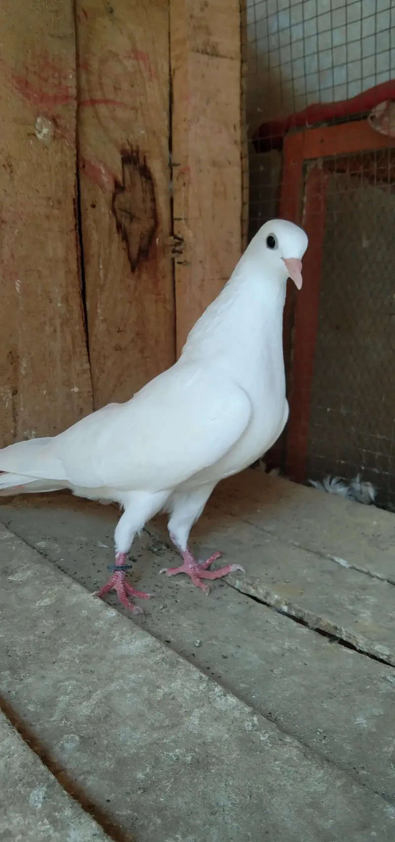 parwazi Patti waly or aseel kabuter for sell — photo 2