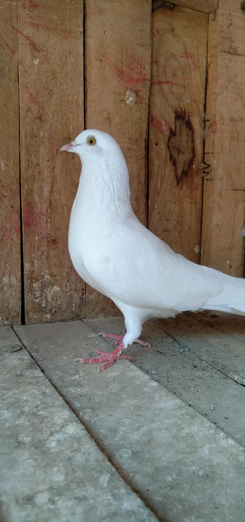 parwazi Patti waly or aseel kabuter for sell — photo 3