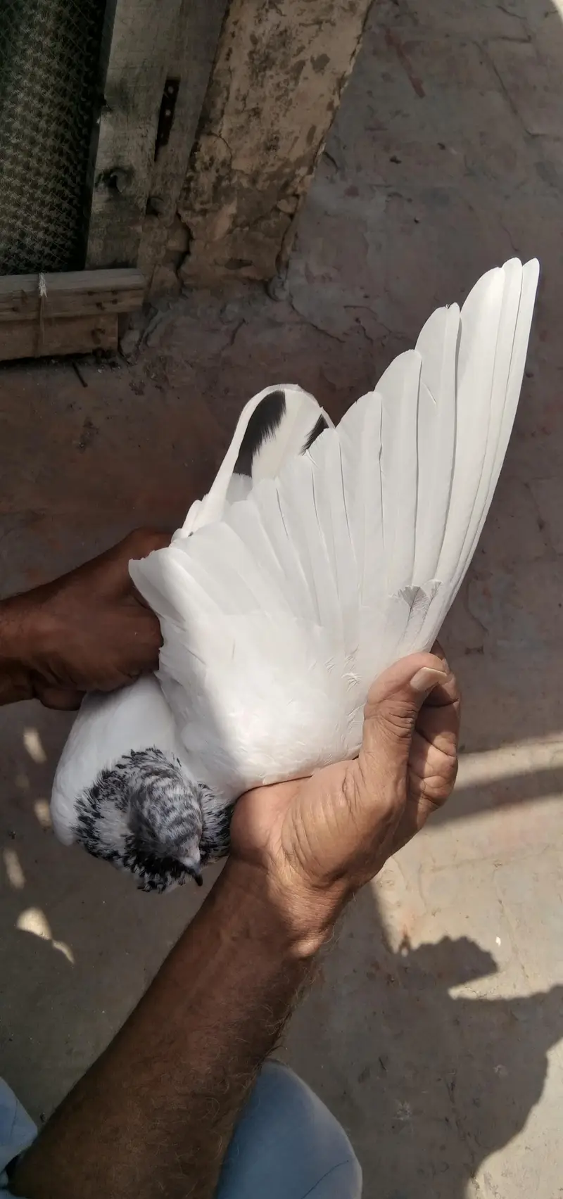 parwazi Patti waly or aseel kabuter for sell — photo 4