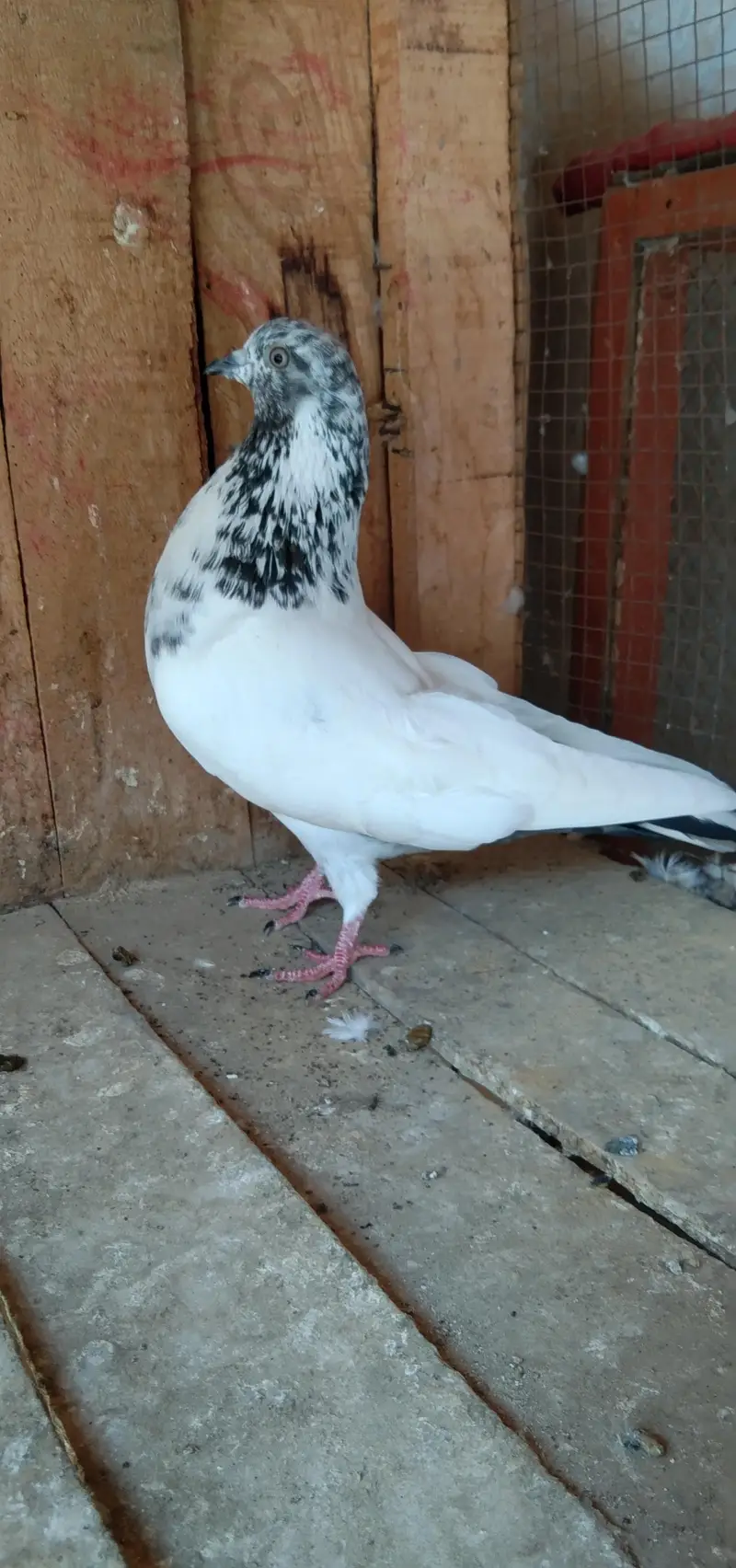 parwazi Patti waly or aseel kabuter for sell — photo 6