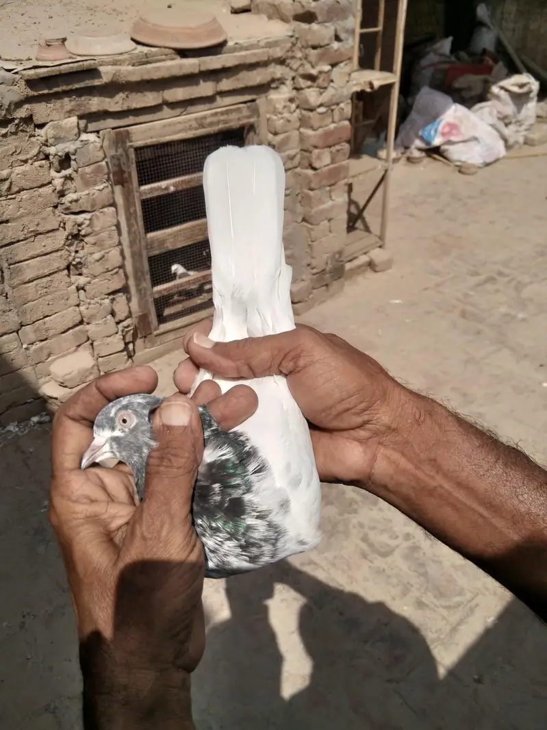 parwazi Patti waly or aseel kabuter for sell — photo 7