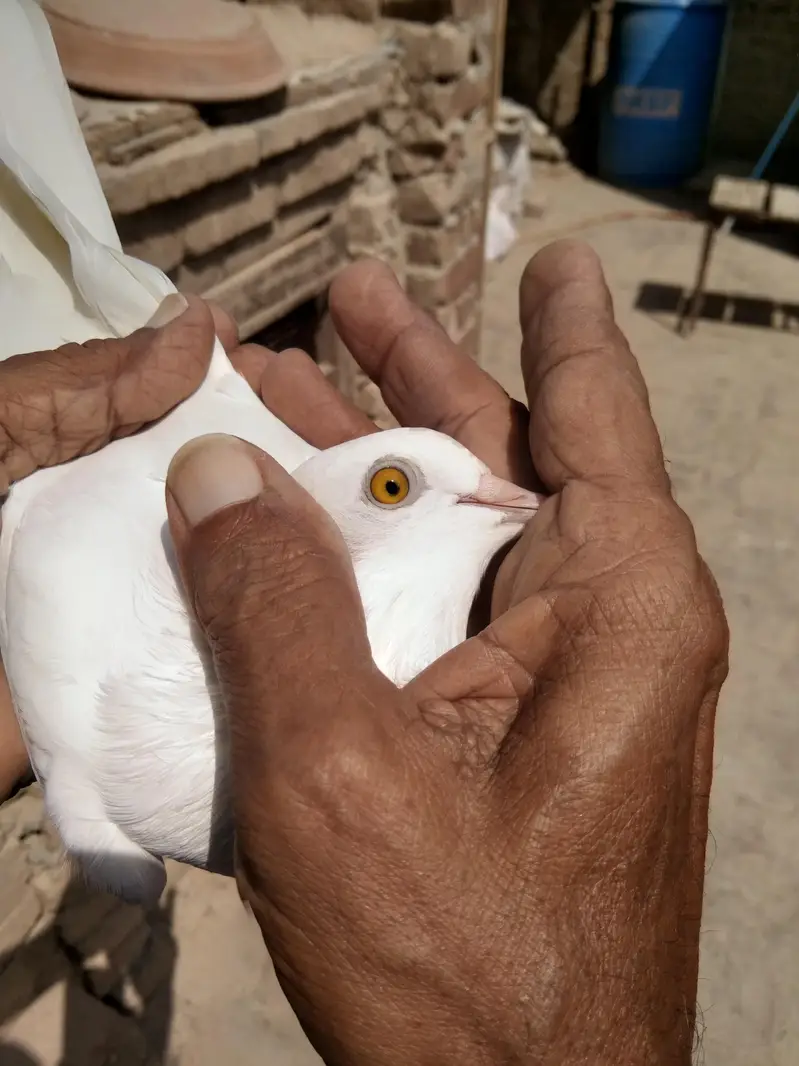 parwazi Patti waly or aseel kabuter for sell — photo 8