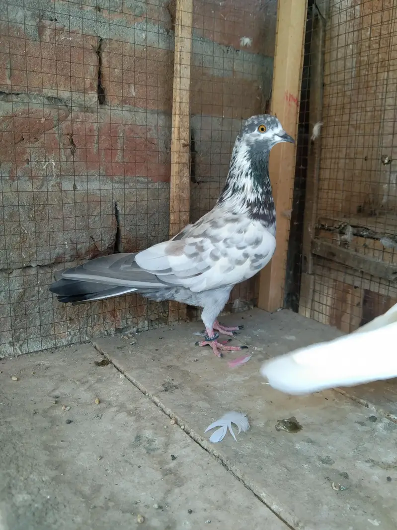 parwazi Patti waly or aseel kabuter for sell — photo 9