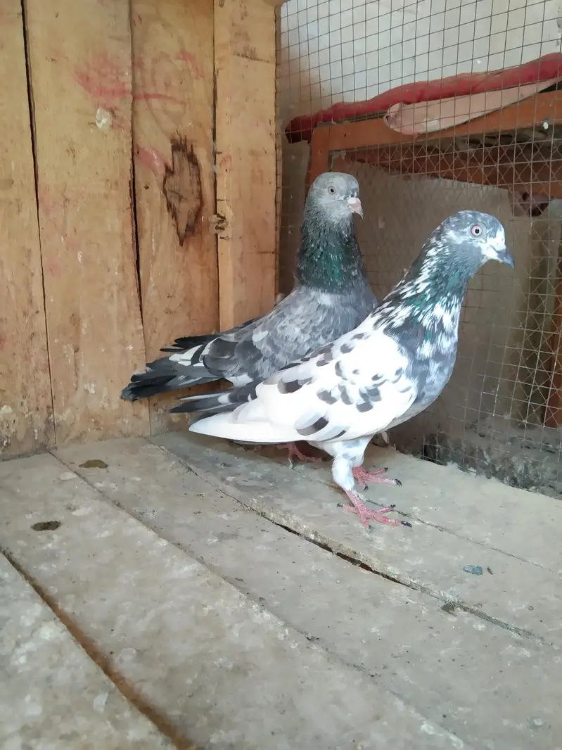 parwazi Patti waly or aseel kabuter for sell — photo 10