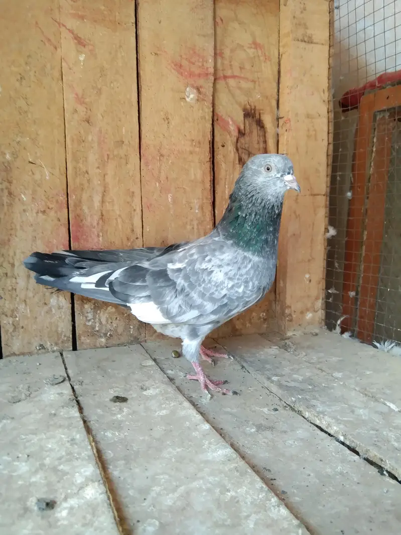 parwazi Patti waly or aseel kabuter for sell — photo 11