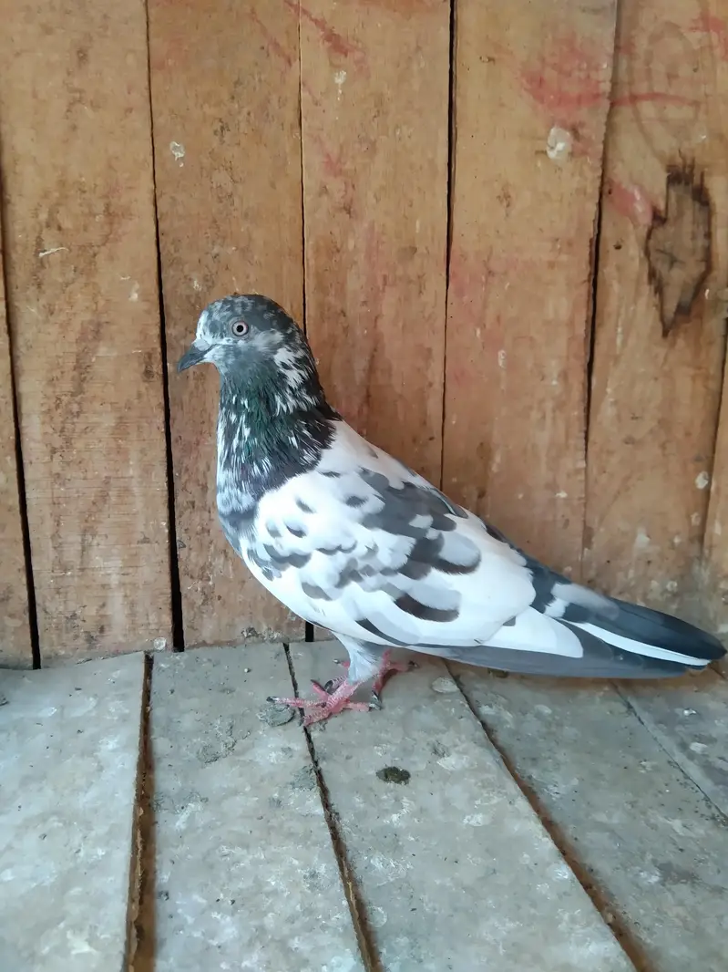 parwazi Patti waly or aseel kabuter for sell — photo 12