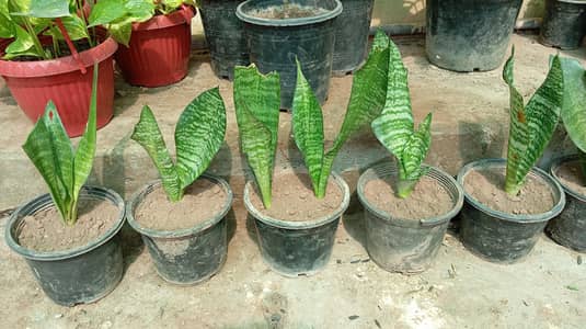 Snake plants dwarf in Islamabad
