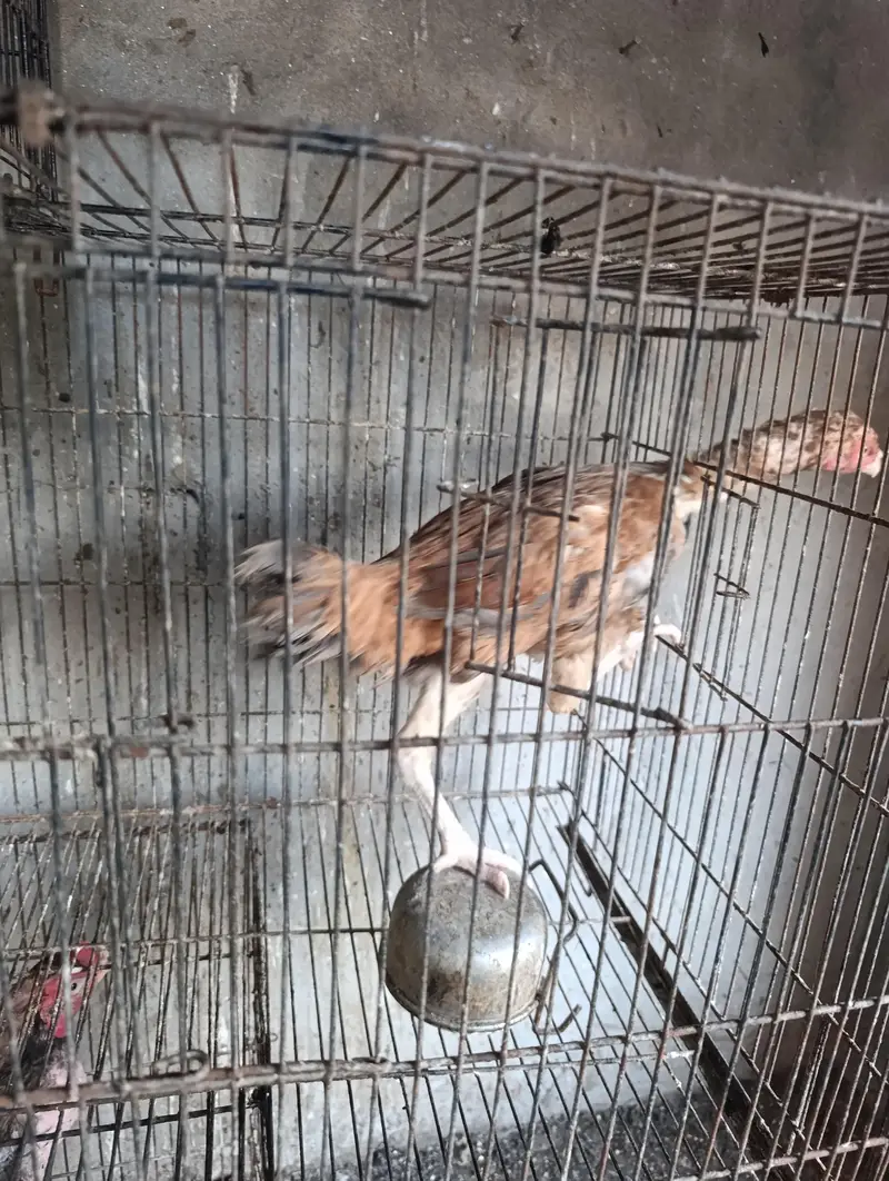 Aseel Mianwali pathe pathiyan aur breeders — photo 6